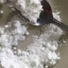 Buy A PHP Powder