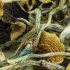 Legit Online Shrooms Dispensary