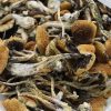 Magic Mushrooms