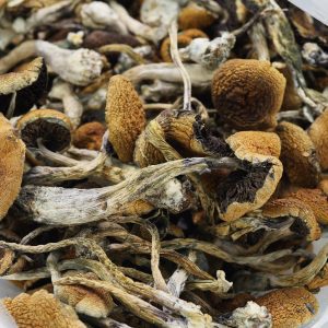 Magic Mushrooms