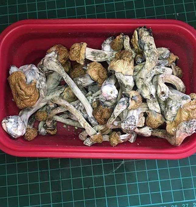 Buy magic mushrooms