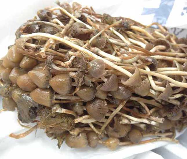 Shop for magic mushroom spores