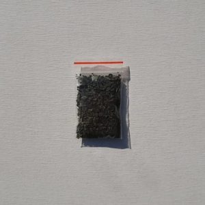Salvia