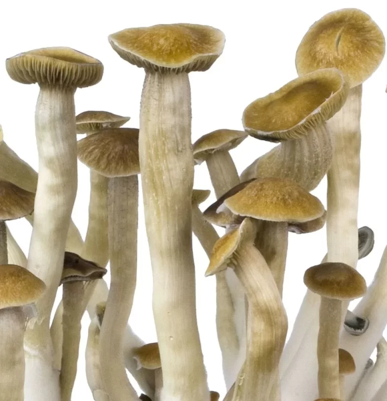 Buy Thai Magic Mushrooms